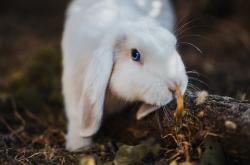 开云体育入口-从威斯特法伦到温布利，多特蒙德的战术革命与萨卡的终极加冕