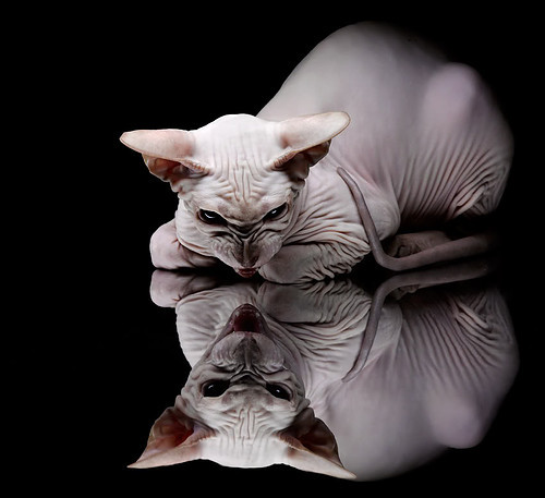 从盛京到新奥尔良，当国王的疆域遇上锡安的绝对统治