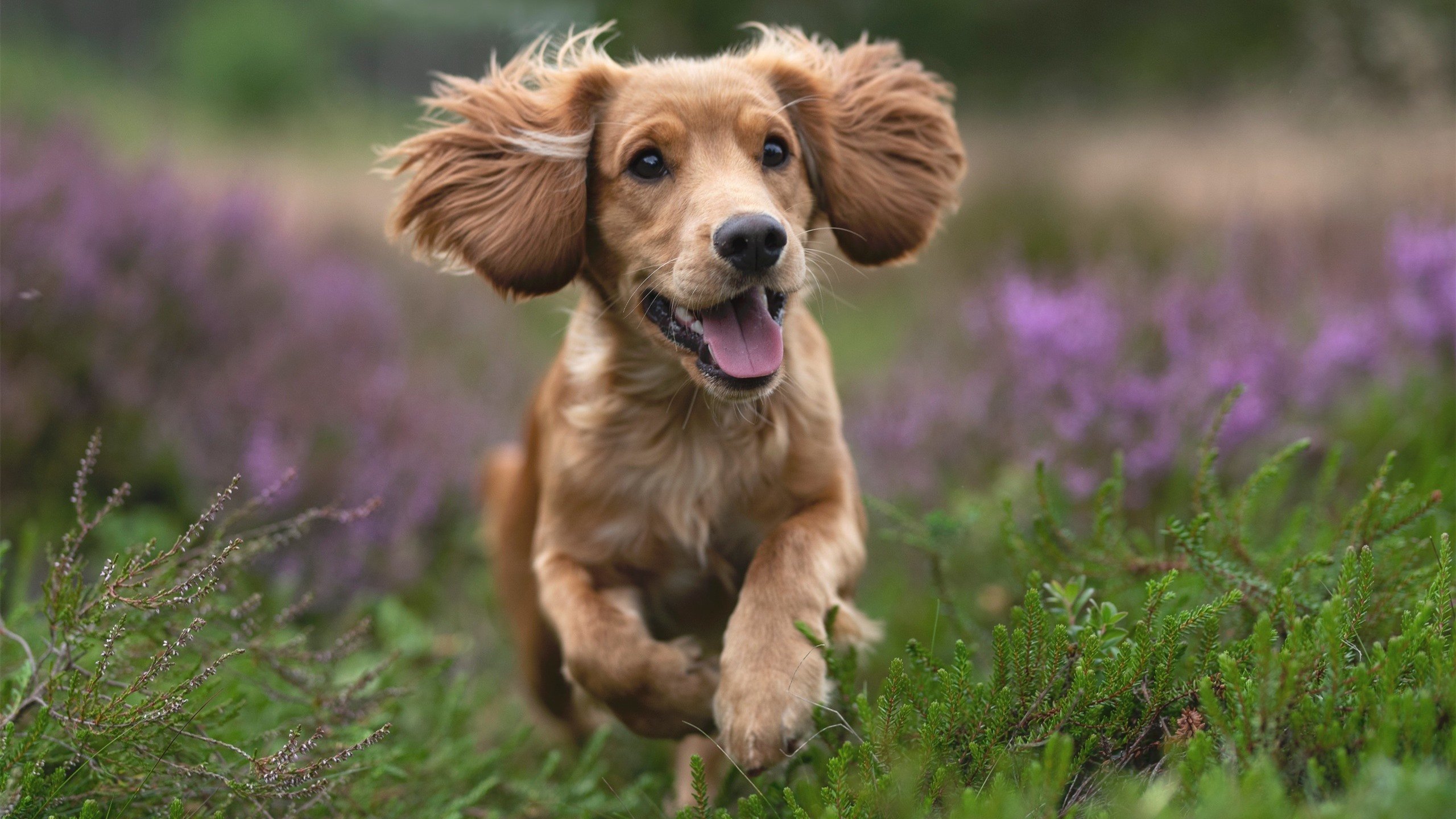 厄德高，独奏之夜，当个人天赋在NBA季后赛的舞台上绽放