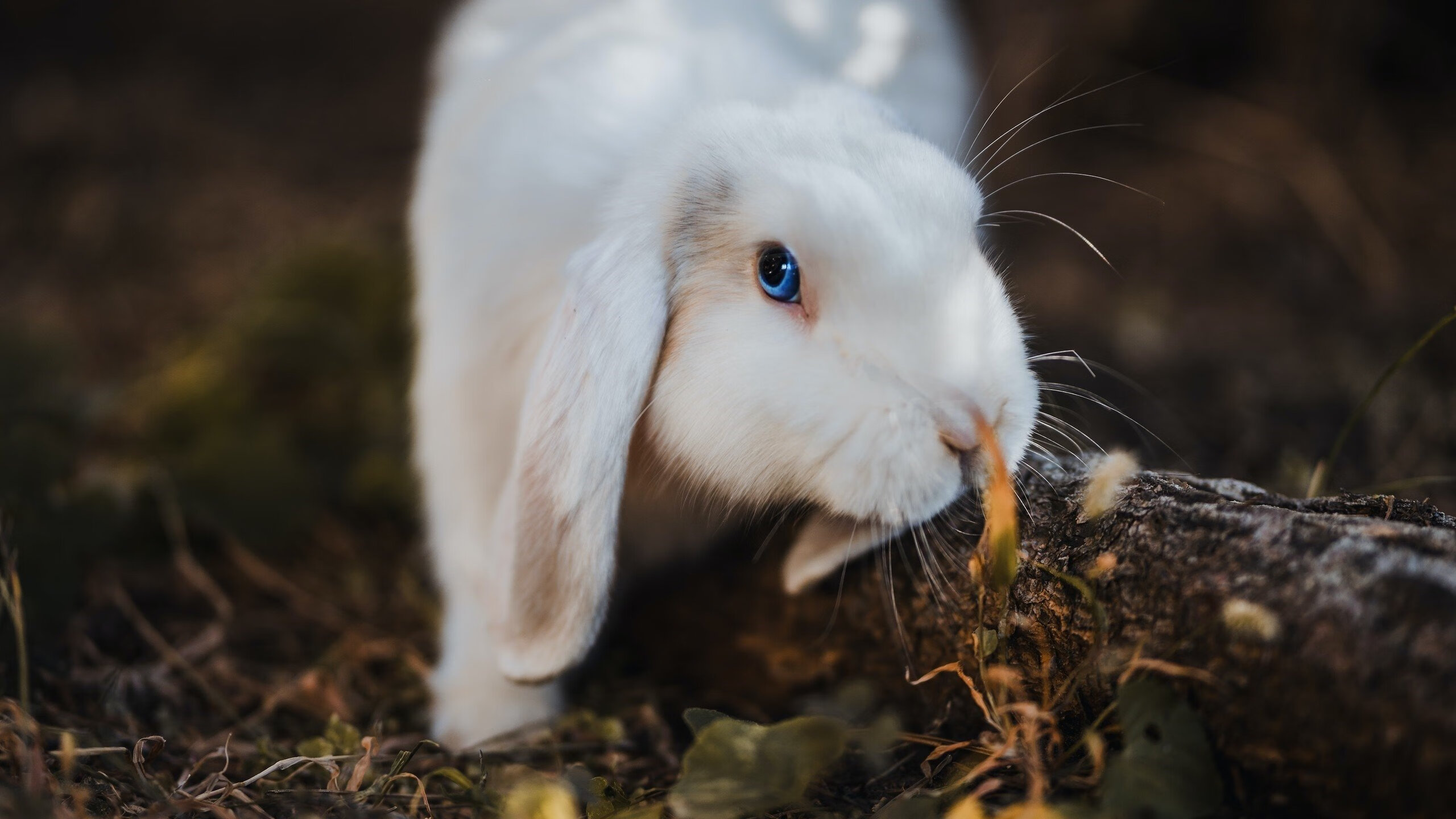 从威斯特法伦到温布利，多特蒙德的战术革命与萨卡的终极加冕